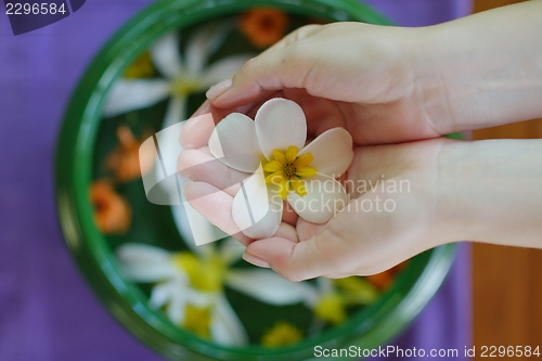 Image of female hand and flower in water