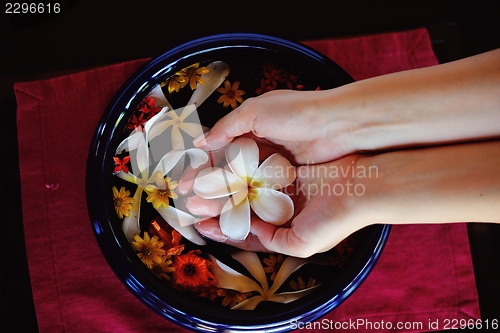 Image of female hand and flower in water