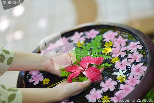 Image of female hand and flower in water