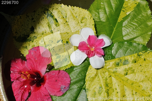 Image of water cup with beautiful flowers background