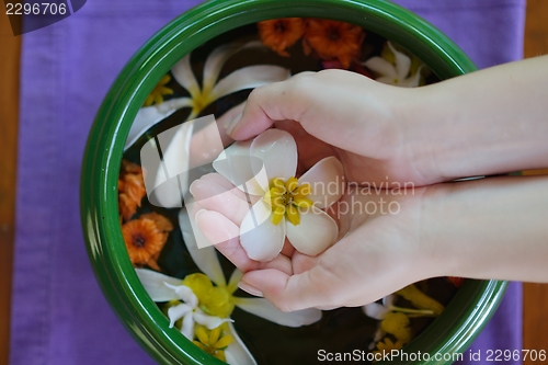Image of female hand and flower in water