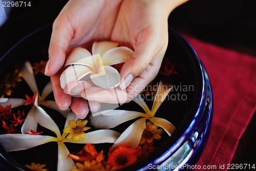 Image of female hand and flower in water