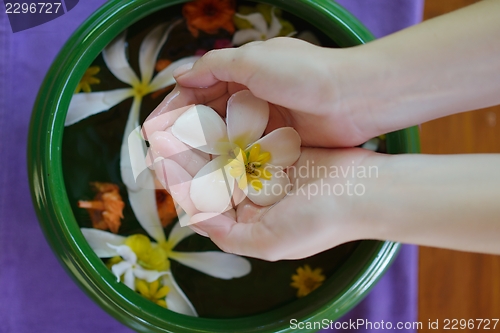 Image of female hand and flower in water