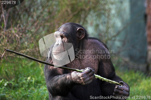 Image of Chimp