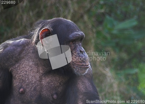 Image of Chimp
