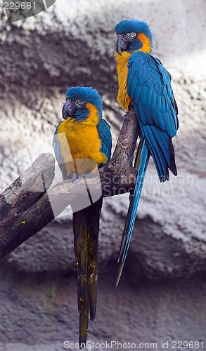 Image of Parrots
