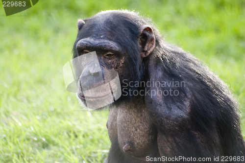 Image of Chimp