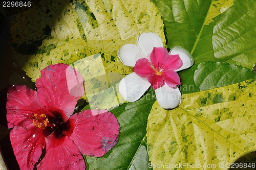 Image of water cup with beautiful flowers background