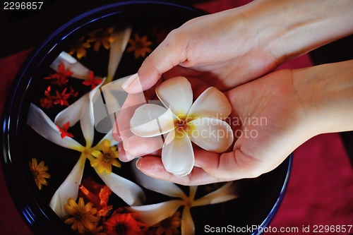 Image of female hand and flower in water