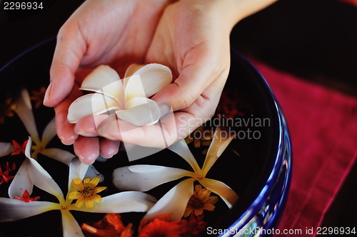 Image of female hand and flower in water