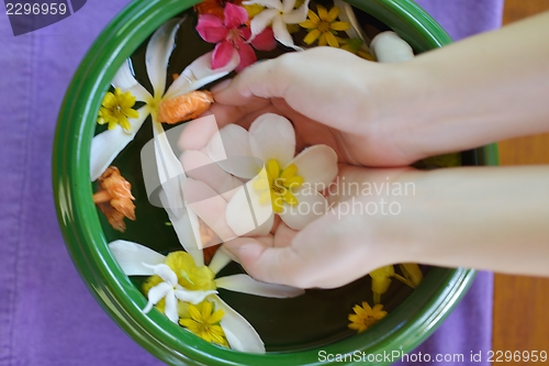 Image of female hand and flower in water