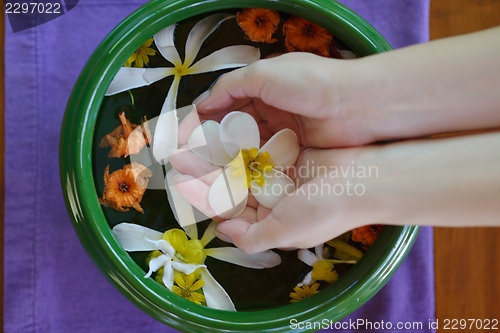 Image of female hand and flower in water