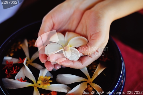 Image of female hand and flower in water