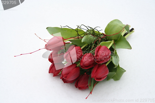 Image of Bunch of red tulips on white snow