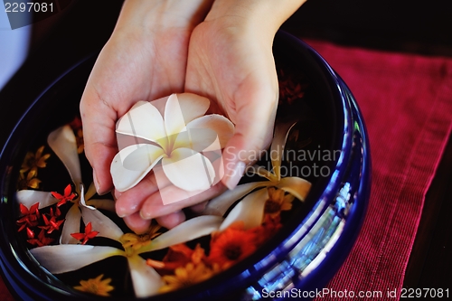 Image of female hand and flower in water