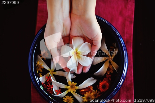 Image of female hand and flower in water