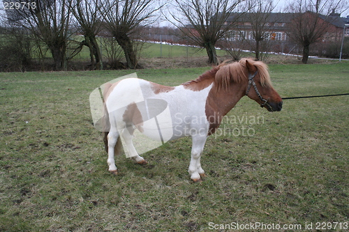 Image of Shetland pony