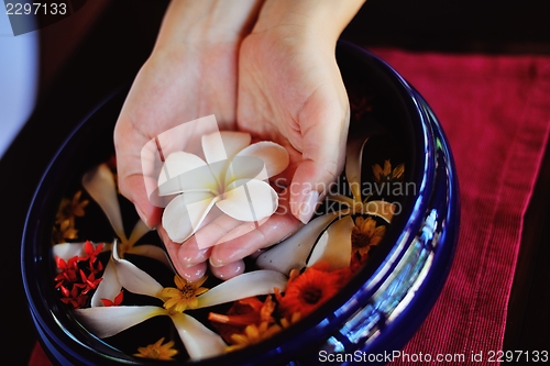 Image of female hand and flower in water