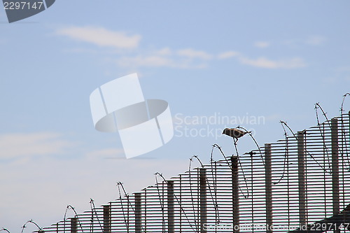 Image of Defiant bird