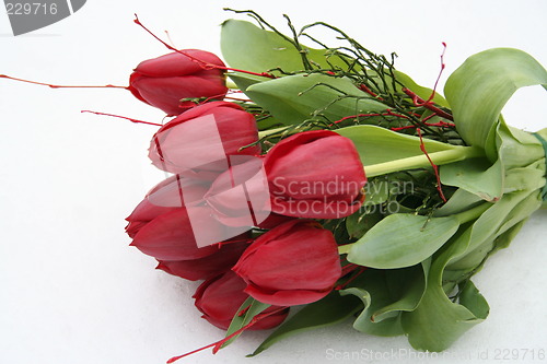 Image of Tulips on white snow