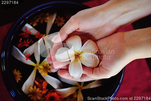 Image of female hand and flower in water