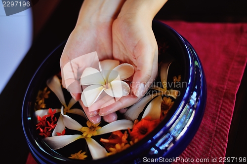 Image of female hand and flower in water