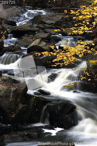 Image of Fall Stream