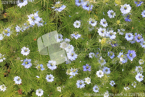 Image of Blue flowers