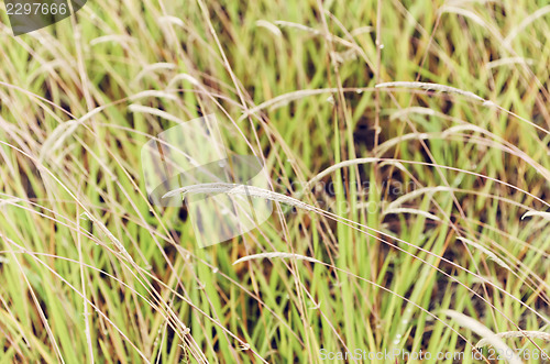 Image of Fresh Green Grass