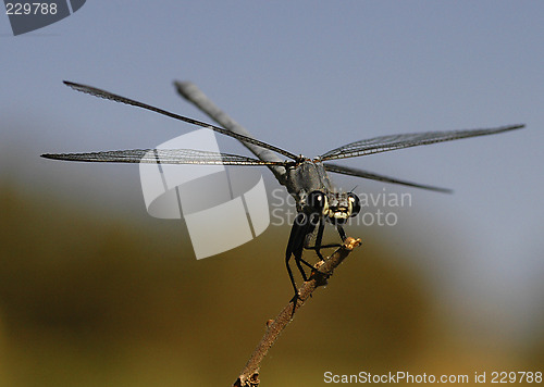 Image of Dragonfly