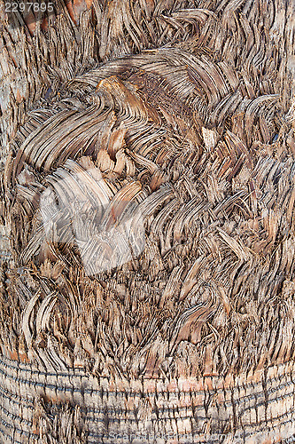 Image of Palm tree
