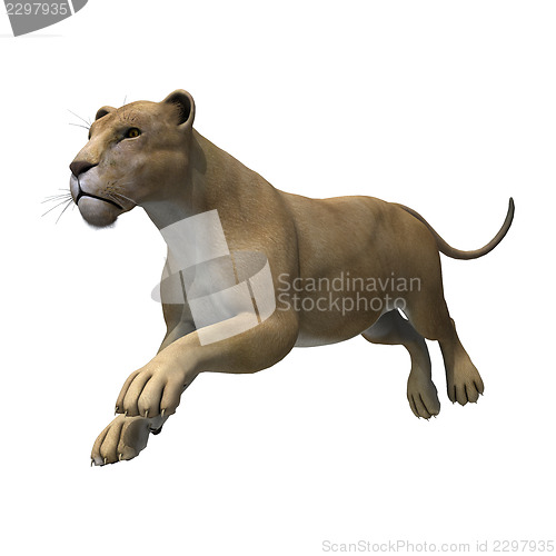 Image of Lioness