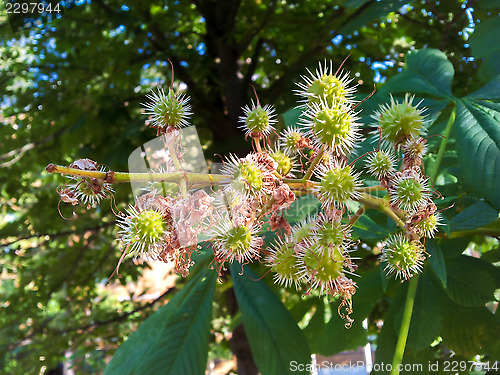 Image of Castanea on tree