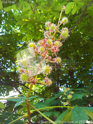 Image of Castanea on tree