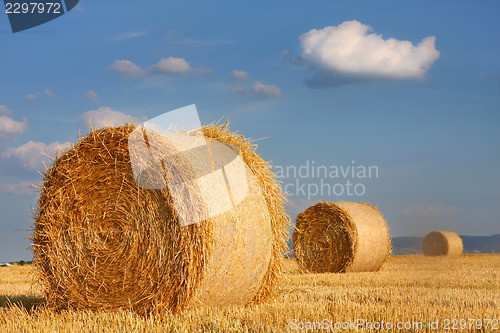 Image of Field of freshly cut bales on farmer field