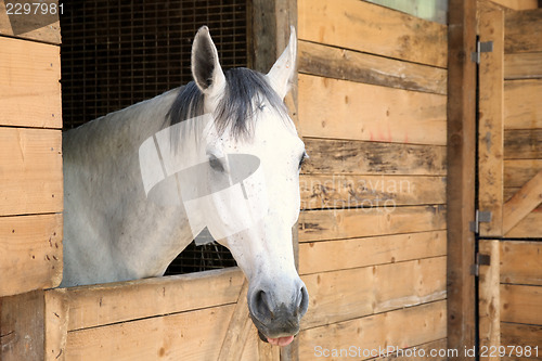 Image of Details white horse in the stable box