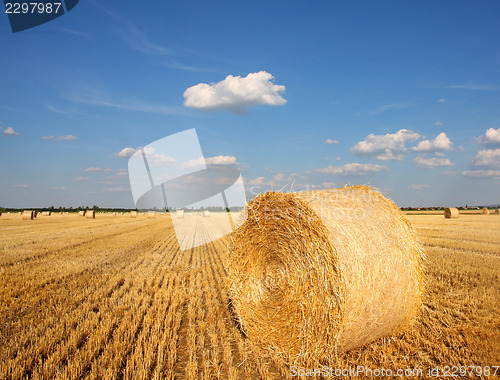 Image of Field of freshly cut bales on farmer field