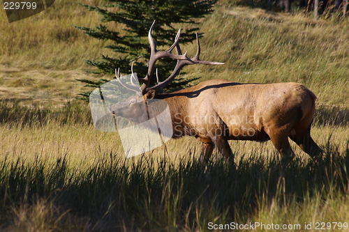 Image of Elk 1