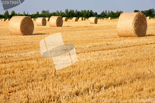 Image of Field of freshly cut bales on farmer field