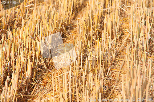 Image of details of cutted wheat field soil plant on farmer field