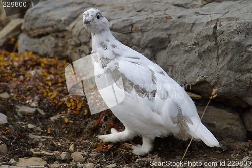 Image of Ptarmigan A