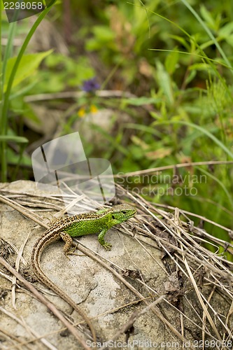 Image of Green lizard against the nature