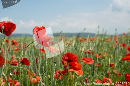 Image of Poppies on blue sky background