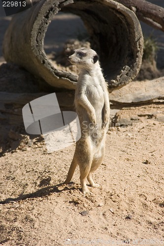 Image of Meerkat