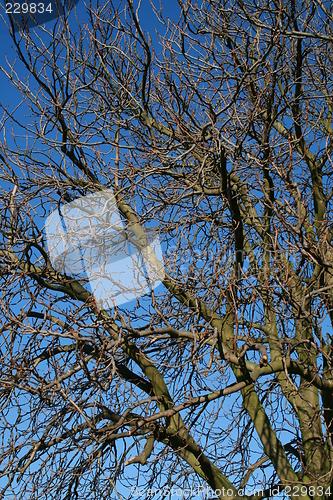 Image of Winter Tree