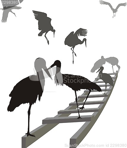 Image of Storks on a ladder
