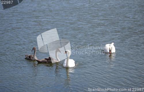 Image of Swan Family