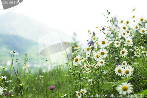 Image of field of daisies in the mountains