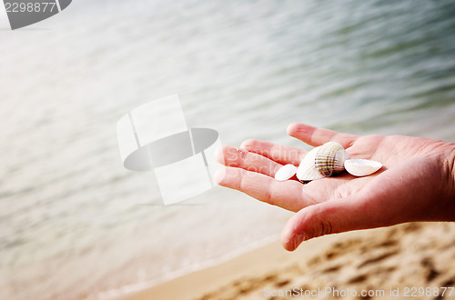 Image of Scallop