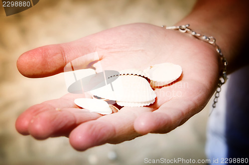 Image of Scallop